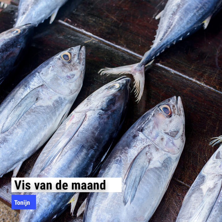 Vis van de Maand December: Tonijn!